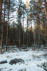 Naklejka premium Beautiful Finnish winter forest in Lappi Lapland Finland! 