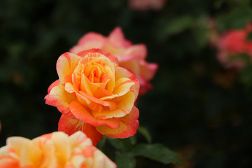 A yellow/orange garden rose