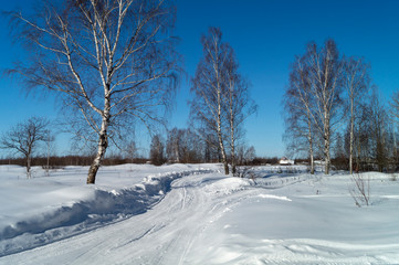 Obraz premium Landscape with expensive between birches at winter length of time