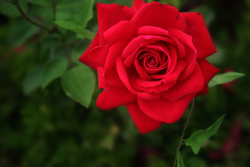 A blooming red garden rose.