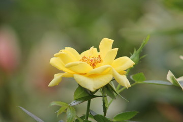 Rosa amarilla © ANDREA