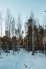 Beautiful Finnish winter forest in Lappi Lapland Finland! 