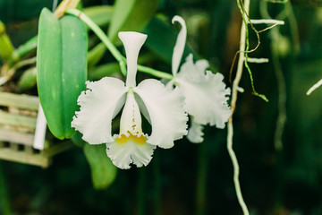 Stunning big white excotic Orchid 