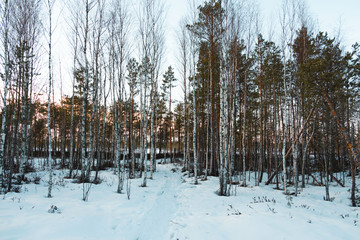 Beautiful Finnish forest path in winter!