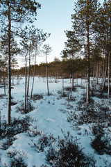 Obraz premium Beautiful Finnish Lapland frozen swamp landscape!