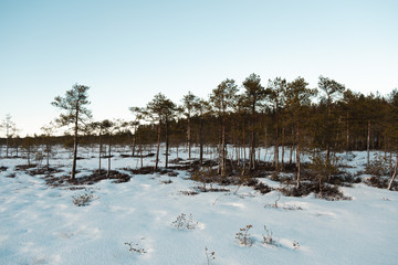 Beautiful Finnish Lapland frozen swamp landscape!