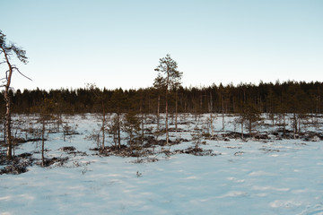 Beautiful Finnish Lapland frozen swamp landscape!