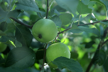 Two green apples