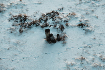 Beautiful Finnish Lapland frozen swamp landscape!