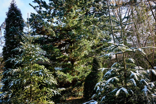 Evergreen fir Korean Nordman fir Japanese pine Glauka boxwood thuja western with snow against a blue sky on a clear winter day. Close-up. Nature concept for design.