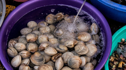 Assortament of fresh seafood. Different types of beautiful shells in the Phu Quoc market in Vietnam  for seafood restaurant
