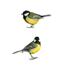 portrait of two bird Tits standing in different poses on white isolated background