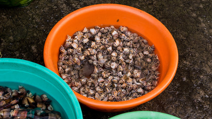 Assortament of fresh seafood. Different types of beautiful shells in the Phu Quoc market in Vietnam  for seafood restaurant