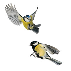two birds tit and blue tit flying isolated on white background in various poses and types