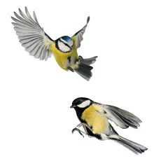 Tuinposter twee vogels mees en pimpelmees vliegen geïsoleerd op een witte achtergrond in verschillende poses en types © nataba