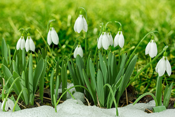 Obraz na płótnie Canvas Snowdrops spring flower