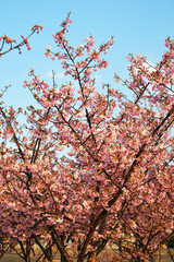河津桜