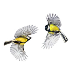 two small songbirds tit fly widely spreading feathers and wings on a white isolated background in...