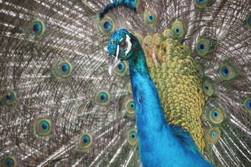 Fototapeta na wymiar peacock with feathers out in Valencia, Venezuela