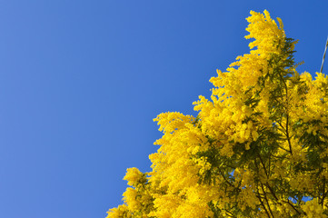Fototapeta premium Close-up of Mimosa in Bloom, Silver Wattle, Acacia Dealbata