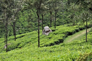 Tea Estate