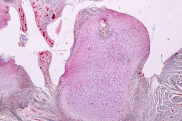 Study Histology of human, tissue bone under the microscopic in laboratory.