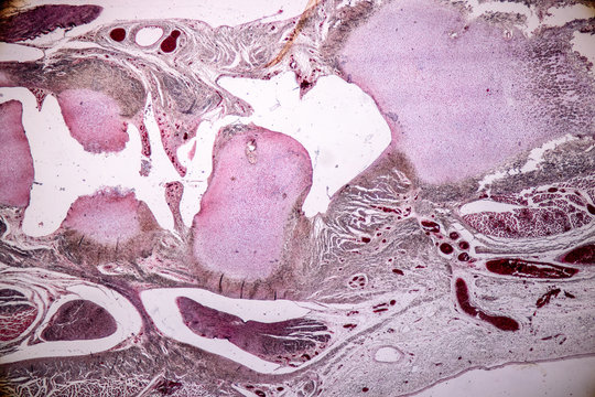 Study Histology of human, tissue bone under the microscopic in laboratory.