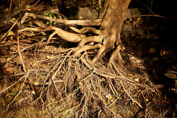Bare (exposed) roots of tree near the bank of the Danube river at sunset