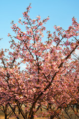 河津桜