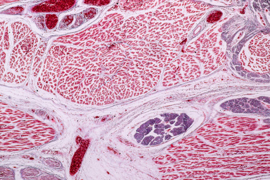 Study Histology of human, tissue bone under the microscopic in laboratory.