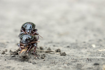 Two ground beetles (carabidae) mating on a sandy road, feeling that the weather will change and it will rain in early autumn in Ukraine