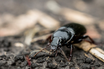 Little ground beetle (carabidae) runs along the sandy field road in the evening light of the sun in early autumn in Ukraine