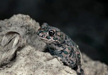 Green toad (Bufotes viridis) sitting and basking on a sandy hill on the shore of a puddle in the morning in the summer in Ukraine