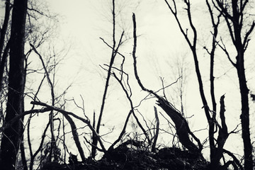 abstract dead tree roots and tree silhouettes in background, strange forest landscape