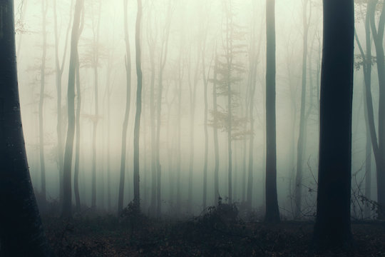 magical woods background, trees in fog in fantasy landscape © andreiuc88
