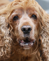 dog, portrait of a spaniel