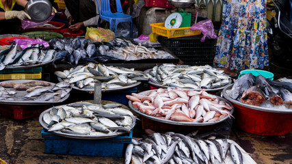 Fresh red mackerel fishes o the plates on seafood market in Vietnam Phu quoc island