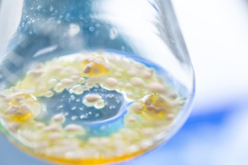 Colony characteristic of Actinomyces, Bacteria, yeast and Mold on selective media from soil samples for study in laboratory microbiology.
