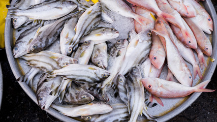 Fresh red mackerel  fishes o the plates on seafood market in Vietnam Phu quoc island 