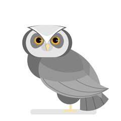 Owl bird. Night predator in wildlife. Creature
