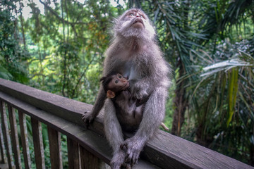 Portrait of adult macaque with baby sitting on handrail, Monkey Forest, Ubud, Bali