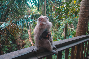Portrait of adult macaque with baby sitting on handrail, Monkey Forest, Ubud, Bali