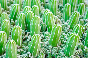 Echinopsis subdenudata cactus plant in garden.