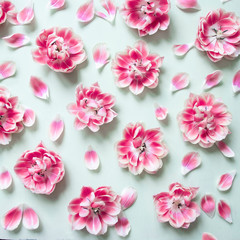 Blooming pink tulips on pastel green background shot from above.