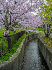Cherry Blossoms by a canal