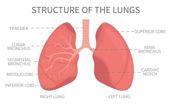 Structure of the lungs. Medical structure of the lungs, illustration of the human respiratory system. Vector illustration.