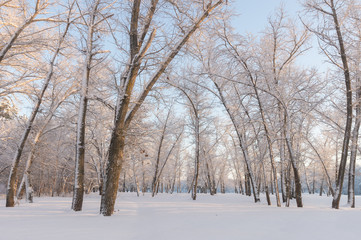 Winter forest