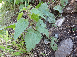 Leaves of a nettle plant