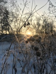 trees in winter