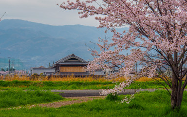 Japanese country side Cherry Blossoms